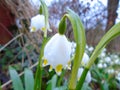 Spring is comming, snowflakes bloom in deep wild nature in forest in middle of Europe