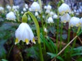 Spring is comming, snowflakes bloom in deep wild nature in forest in middle of Europe