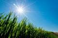 Spring composition with green grass and bright sun - flier effect