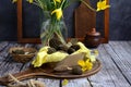 Spring composition. Morel mushrooms in a box and yellow wild tulips on a rustic background