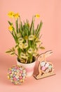 Spring composition with narcissus flowers, goat willow branches and Easter decor Royalty Free Stock Photo