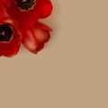 Spring composition of tulip flowers on a light background located in the corner. Royalty Free Stock Photo