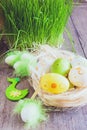 Spring composition with a wicker nest made of straw, green grass, decorative bird and Easter egg on a solid wooden background Royalty Free Stock Photo