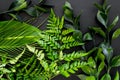 Spring composition. Young green leaves and branches on black background top view