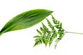 Spring composition. Young green leaves and branches on white background top view space for text