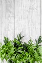 Spring composition. Young green leaves and branches on white wooden background top view space for text