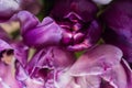 Spring concept, abstract floral background. Violet flowers close-up Royalty Free Stock Photo