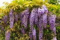Spring concept. Beautiful wisteria blooming. Royalty Free Stock Photo