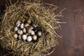 Spring concept. birds nest with eggs Royalty Free Stock Photo