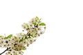 Spring concept. Flowers on a branch of cherries. White background.