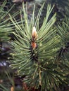 Spring pine fruits foreground.