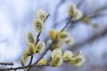 Salix caprea, goat willow, pussy willow, great sallow, flowering Salix caprea, flowers, willow catkins, Palm Sunday, furry willow-