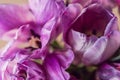 Spring concept, lilac tulips, soft focus. Background and texture