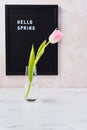Spring concept. Pink tulip and letterboard with quote Hello Spring Royalty Free Stock Photo