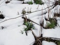 Spring concept. Snow is melting. Earth and dry grass are visible between the snow