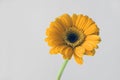 spring concept- yellow gerbera flower - daisy macro petals on white background Royalty Free Stock Photo