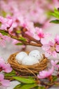Spring conceptual photo with flowers. Flat lay blooming tree, easter eggs. The tree blooms pink and the eggs in the nest and copy Royalty Free Stock Photo