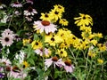 Spring coneflowers