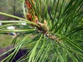 Young pine cone