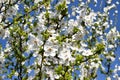 Spring Contrasts. Blooming trees with small leafs Royalty Free Stock Photo