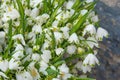 Spring convallaria closeup bouquet