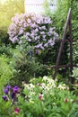 spring in cottage english garden. Blooming syringa meyeri Palibin