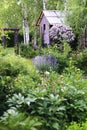 spring in cottage english garden. Blooming syringa meyeri Palibin, wooden archway, catnip (nepeta) Royalty Free Stock Photo