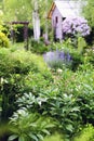 spring in cottage english garden. Blooming syringa meyeri Palibin