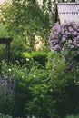 spring in cottage english garden. Blooming syringa meyeri Palibin, wooden archway, catnip (nepeta) and stachys. Royalty Free Stock Photo
