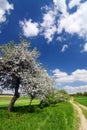 Spring countryside with blooming trees