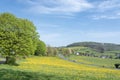 spring countryside of german sauerland with blooming fields of dandelions Royalty Free Stock Photo
