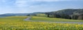 spring countryside of german sauerland with blooming fields of dandelions Royalty Free Stock Photo
