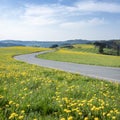 spring countryside of german sauerland with blooming fields of dandelions Royalty Free Stock Photo