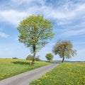spring countryside of german sauerland with blooming fields of dandelions Royalty Free Stock Photo