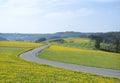 spring countryside of german sauerland with blooming fields of dandelions Royalty Free Stock Photo