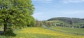 spring countryside of german sauerland with blooming fields of dandelions Royalty Free Stock Photo