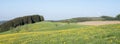 spring countryside of german sauerland with blooming fields of dandelions Royalty Free Stock Photo