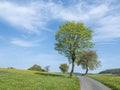 spring countryside of german sauerland with blooming fields of dandelions Royalty Free Stock Photo
