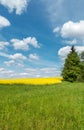 Spring countryside with green meadow and yellow blooming rapeseed