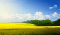 Spring countryside landscape; blue sky over blooming yellow field Royalty Free Stock Photo