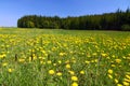 Spring countryside with yellow dandelions