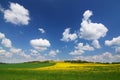 Spring countryside with yellow dandelions Royalty Free Stock Photo