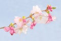 Spring crab apple tree delicate blossoms against blue sky