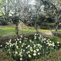 Spring creamy daffodils