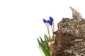 Spring creative composition of flowers isolated on a white background muscari top view Royalty Free Stock Photo