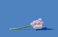 Spring creative concept made of pink hyacinth on white pillow and sunny day shadow. Blue background. Royalty Free Stock Photo