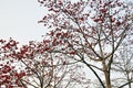 Spring crimson kapok flowers