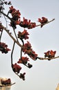 Spring crimson kapok flowers