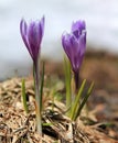 Spring crocus