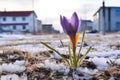 spring crocus blooming in thawing ground